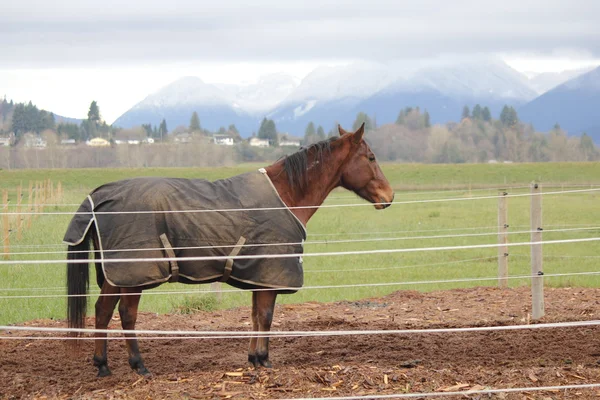 Tapete de uso de cavalo ou Consolador — Fotografia de Stock