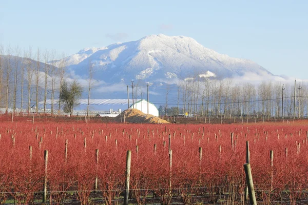 Inverno vermelho — Fotografia de Stock