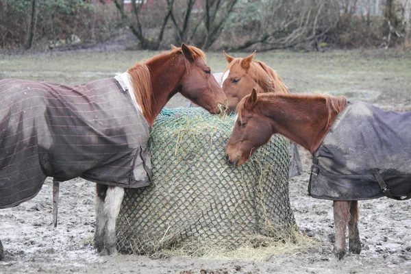 Pferde teilen sich gebündelten Heuballen — Stockfoto