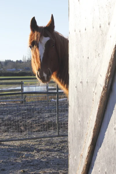 Paard gluurt om de hoek — Stockfoto