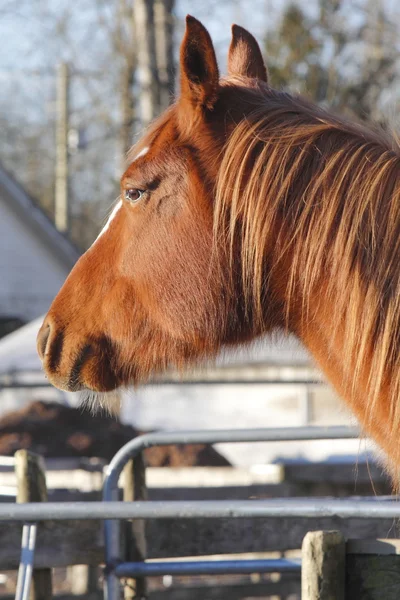 Profil, egy idősebb ló — Stock Fotó