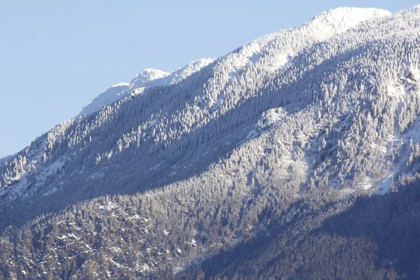 Bergwald im Winter — Stockfoto