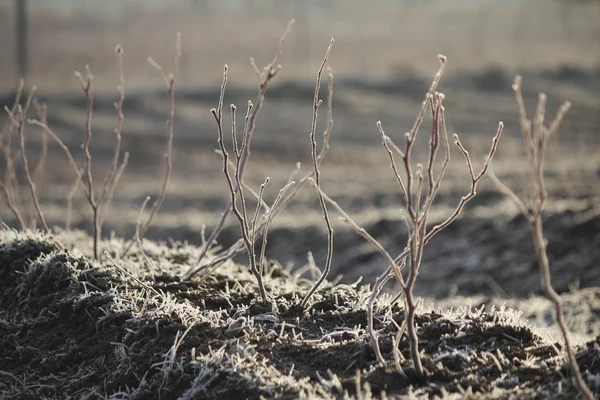 Hoar Frost sui raccolti — Foto Stock