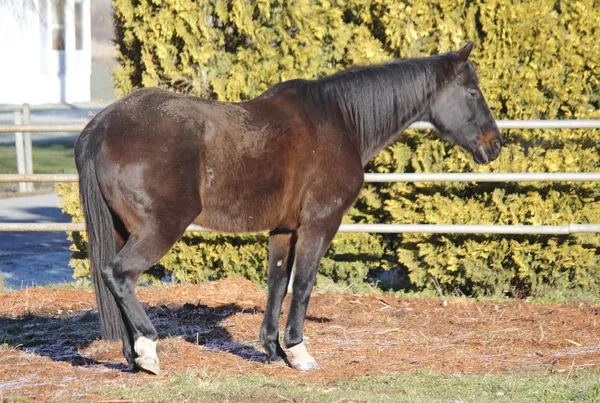 Caballo cojo — Foto de Stock