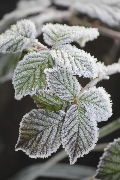 Gelo su foglie di mora — Foto Stock