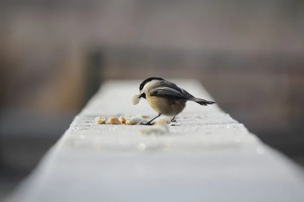 Small City Bird Feeding — Stock Fotó