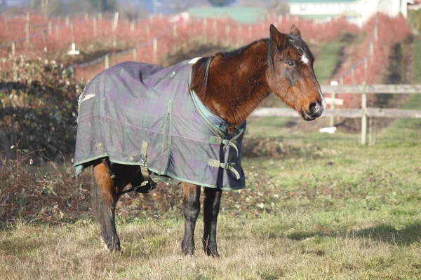 Um cavalo velho e aposentado — Fotografia de Stock