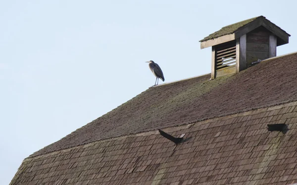 Heron bir ahır çatı üzerinde — Stok fotoğraf