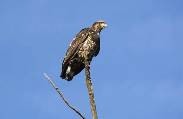 Female Eagle — Stock Photo, Image