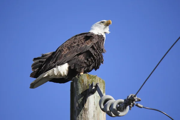 Un águila calva americana — Foto de Stock