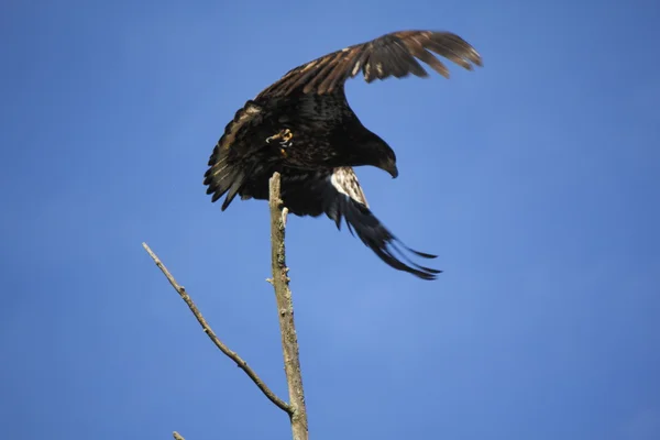 Águila hembra toma vuelo — Foto de Stock