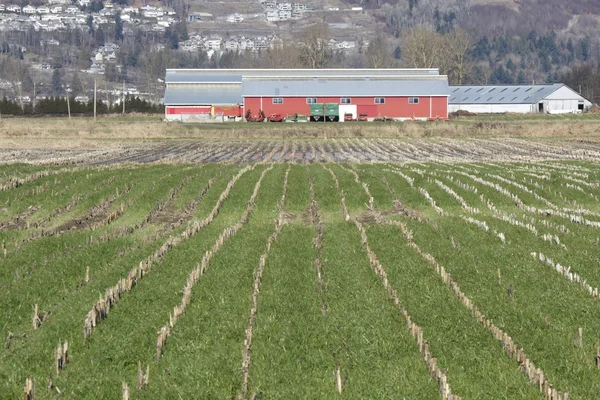 Winter Crop Pattern — Stock Photo, Image