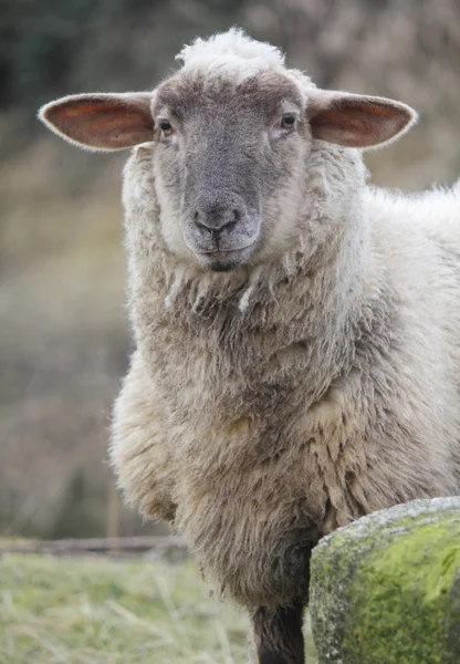 Owce białe — Zdjęcie stockowe