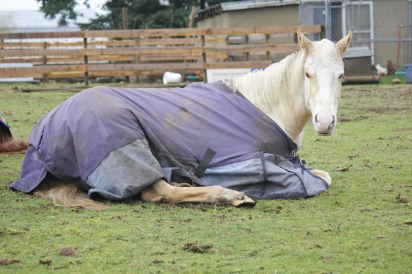Horse Resting — Stock Photo, Image