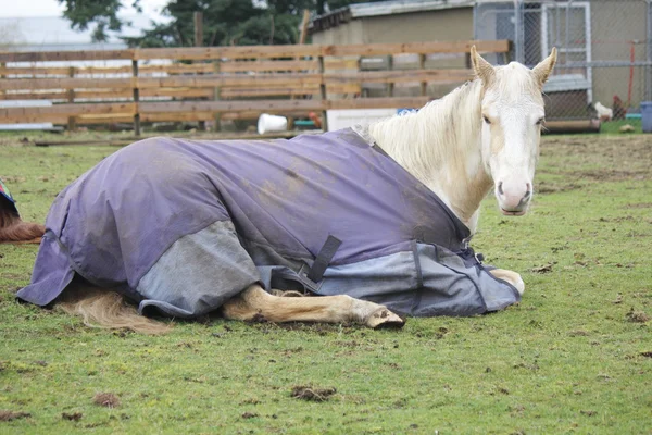 Repos du cheval — Photo