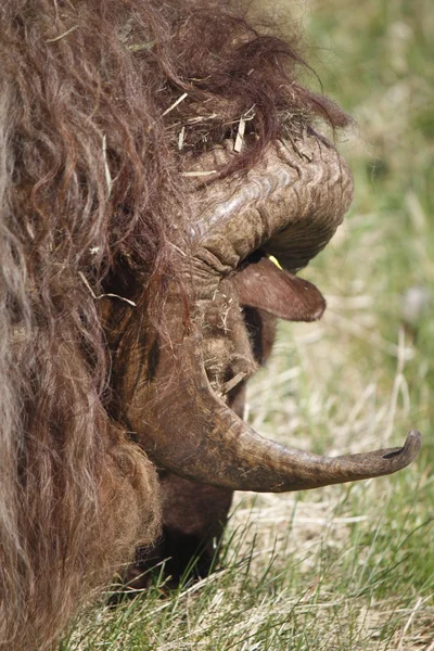 Islandeză Ram Horns — Fotografie, imagine de stoc