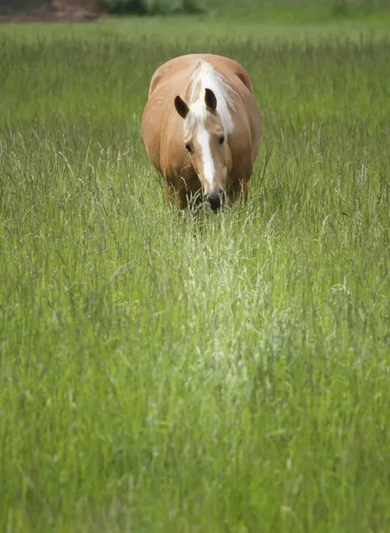 Mare i högt gräs — Stockfoto