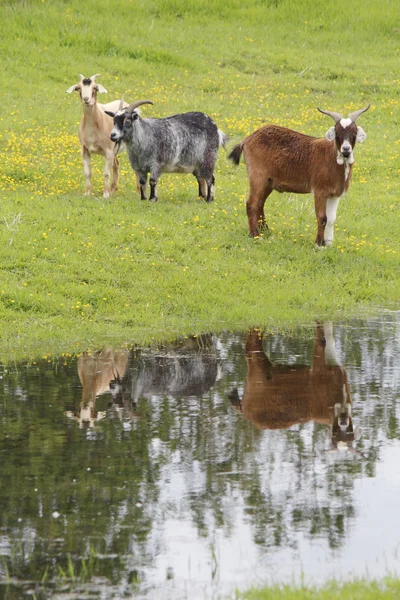 Pequeño rebaño de cabras — Foto de Stock