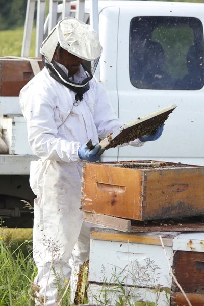 Inspektera honey bee plattan — Stockfoto