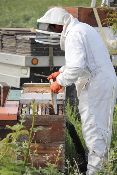 Bienenkasten-Platte entfernen — Stockfoto