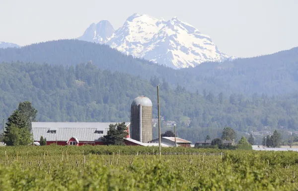 Valley Berry Farm — Stock Photo, Image