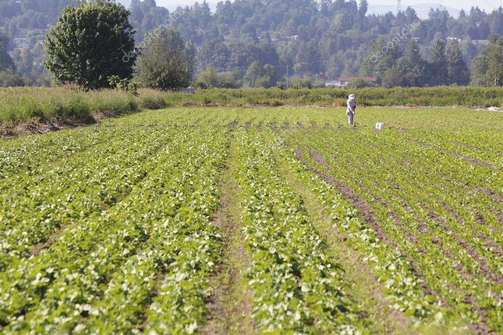 East Indian Farmer Weeding Crop Stock Photo by ©modfos 26457779