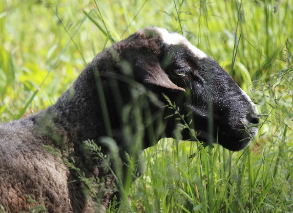 Zwarte schapen — Stockfoto