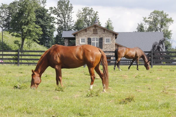 不動産の種馬 — ストック写真
