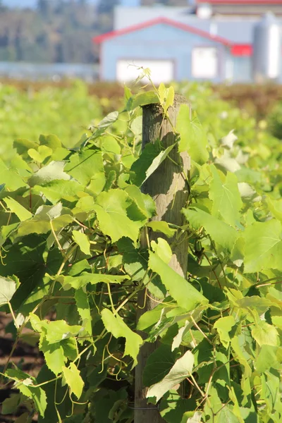 Blaubeerernte — Stockfoto