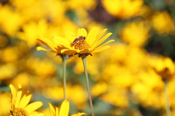 Vepsepollinerende blomst – stockfoto