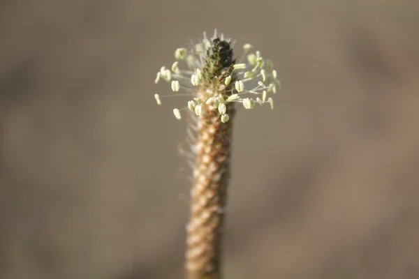 A wild plant's seeds are ready to disperse. — Stock Photo, Image