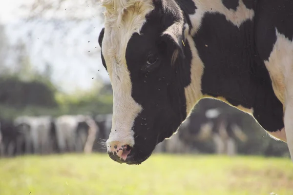 Mouches Vache chaude — Photo