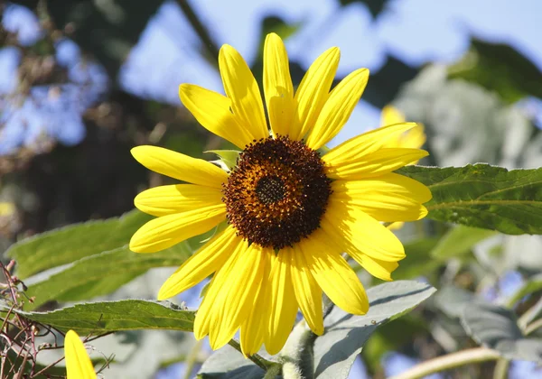 Aster eller Daisy – stockfoto