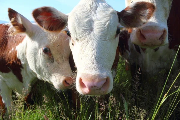 Una vaca lechera y su ternero —  Fotos de Stock