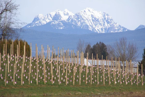 Golden Ears Mountain Range — Stock Photo, Image