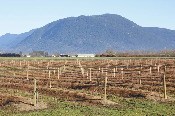 Früher Bauernhof — Stockfoto