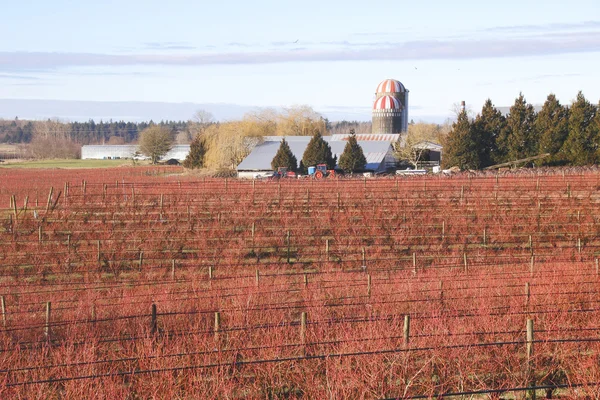Canadian Winter Berry Farm — Stock Photo, Image