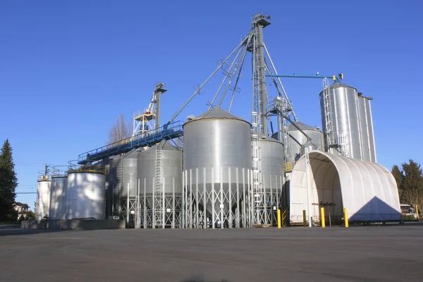 Grain Feed Plant — Stock Photo, Image