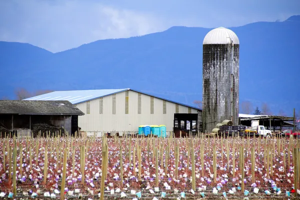 Washington inverno framboesa plantas — Fotografia de Stock