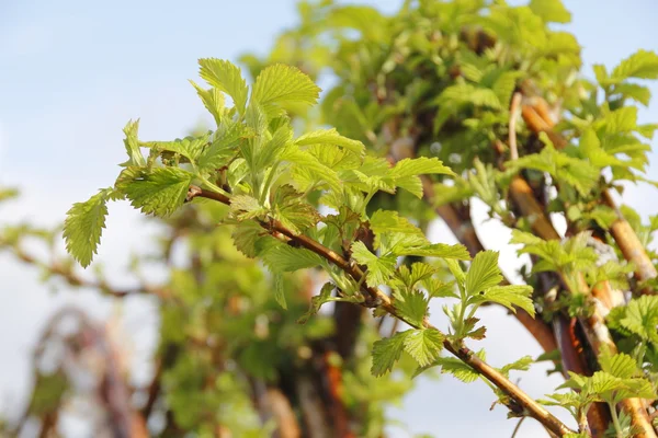 Himbeerzweig im Frühling — Stockfoto