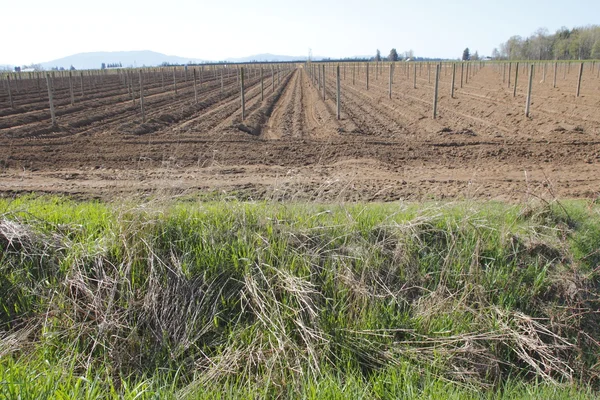 Berry farm redo för plantering — Stockfoto