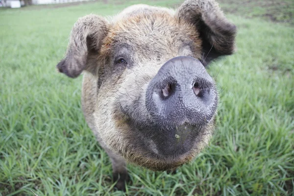 快乐的猪 — 图库照片