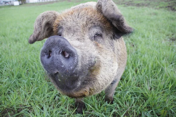Een glinstering in de ogen van een varken — Stockfoto