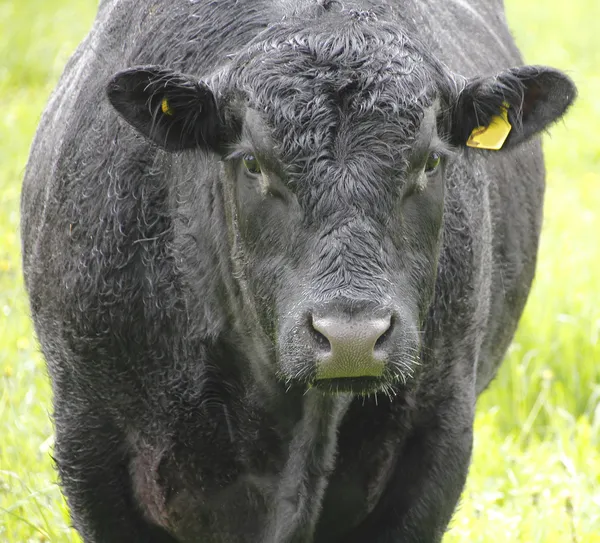 Black angus μετωπιαίο — Φωτογραφία Αρχείου