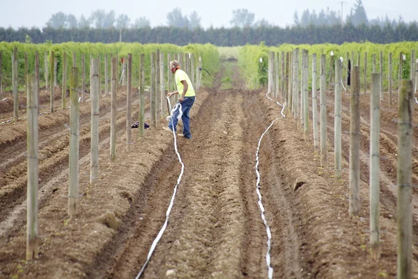 Menyiapkan Blueberry Field — Stok Foto