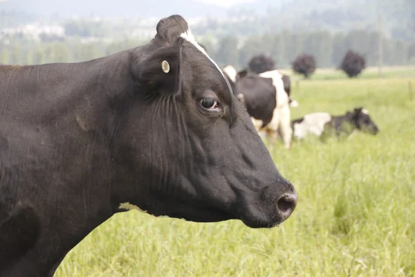 Profilja a tejelő tehén — Stock Fotó