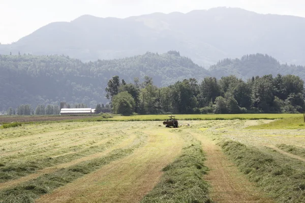 Récolte de foin dans la vallée — Photo