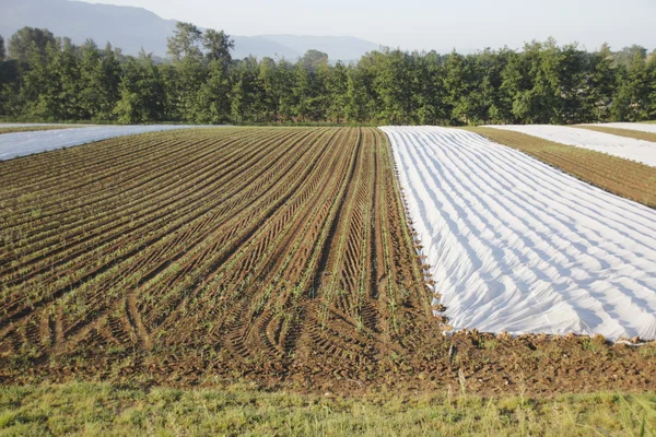 Campo di mais all'inizio della stagione — Foto Stock