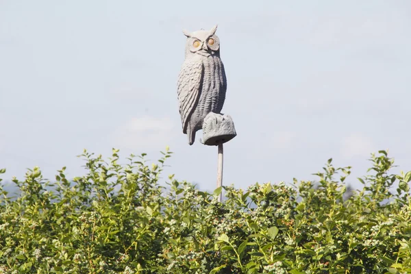 Owl Decoy — Stock Photo, Image