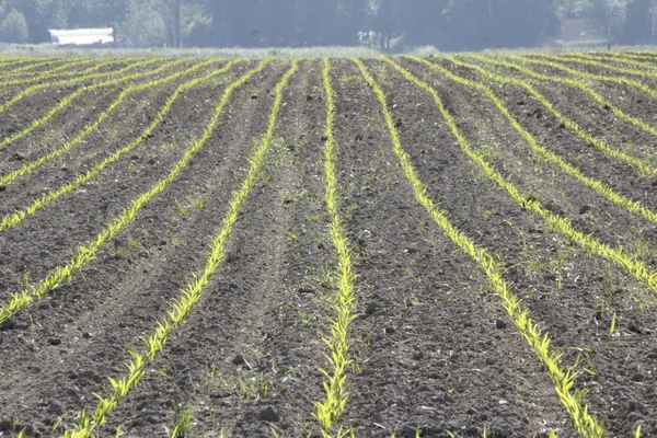 Early Rows of Corn Crop — Stock Photo, Image